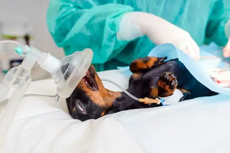 surgery