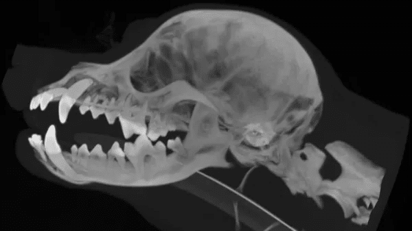 CT Scans For Pets