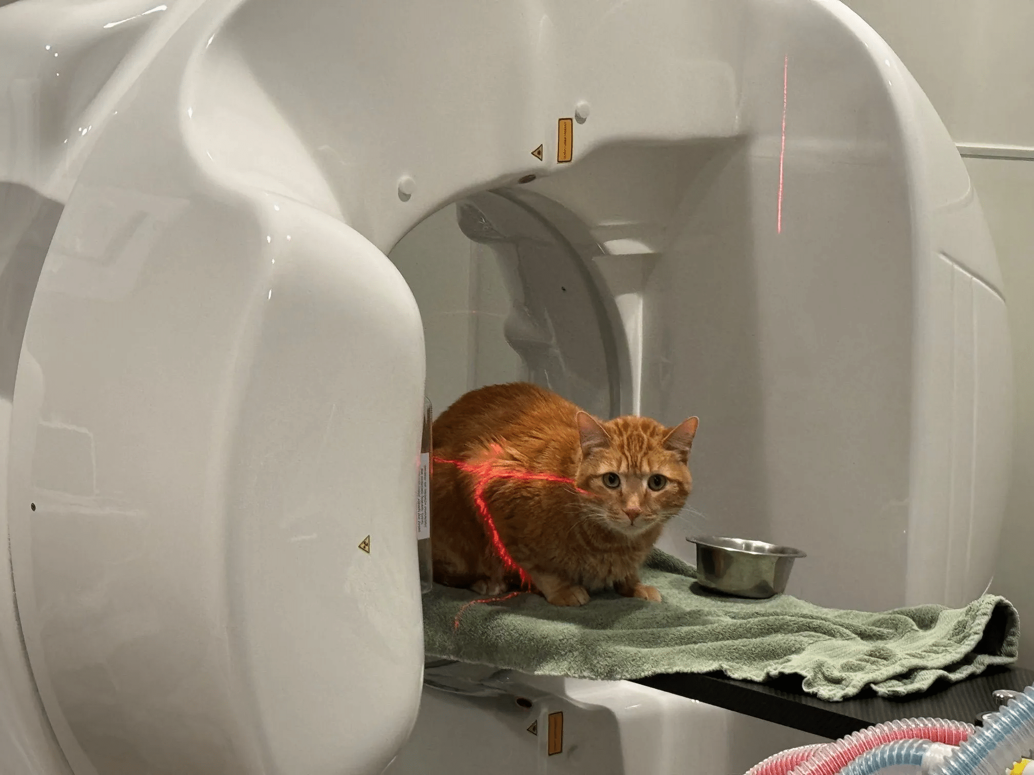 Fluoroscopy For Pets