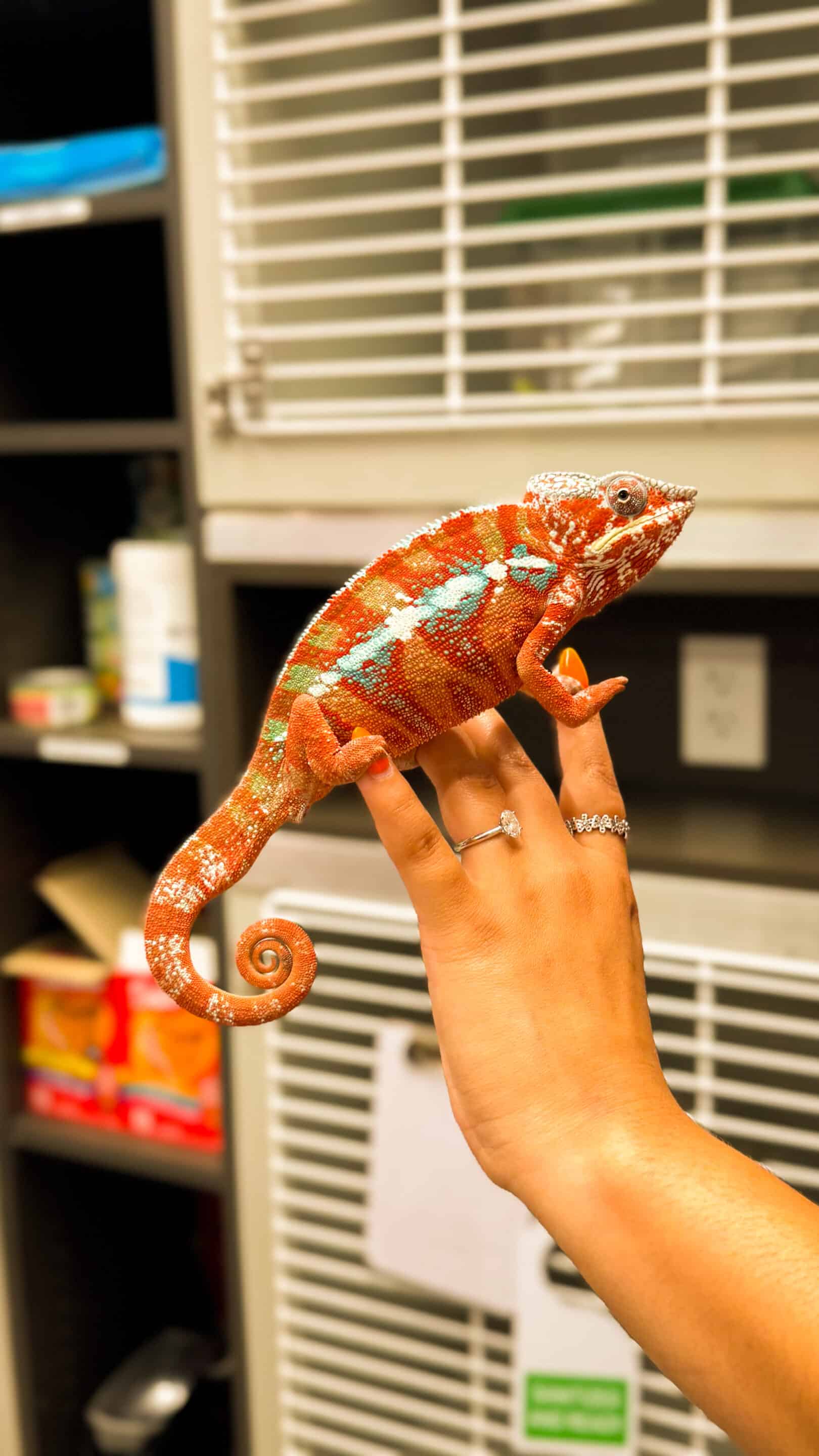 Exotic Animal Medicine