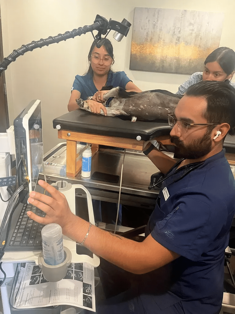 Echocardiogram