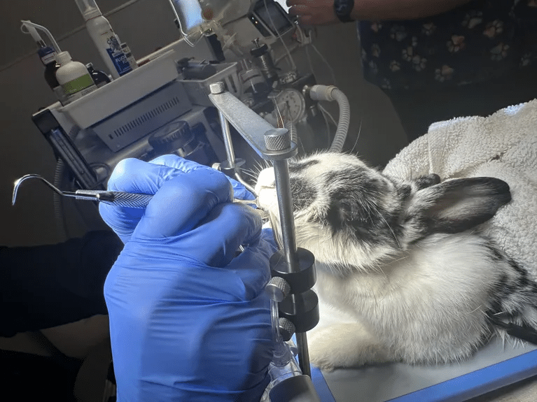 Rabbit Dentistry