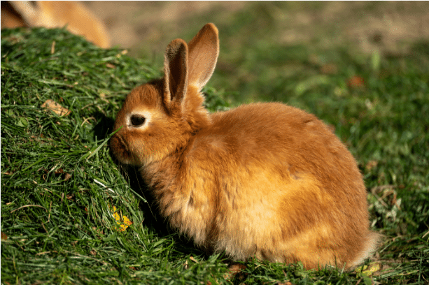 Rabbit Dentistry