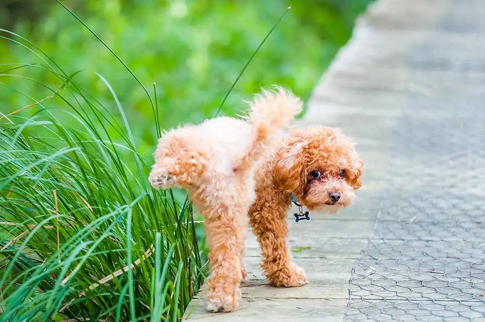 Dog-with-UTI-peeing-in-grass_resized Conditions Treated