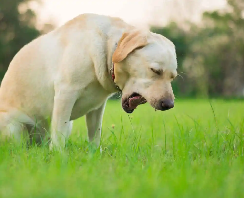 coughing-dog Conditions Treated