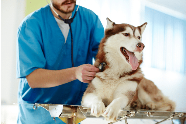 Wellness Care