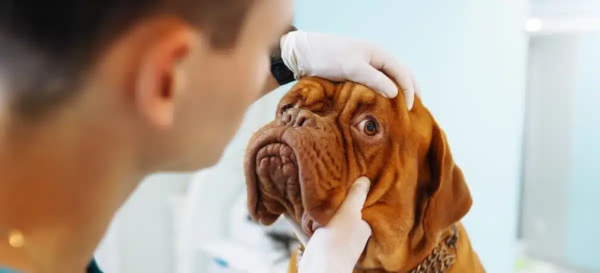 Pet Wellness Exams