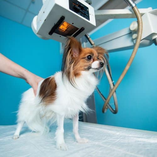 Digital Radiography