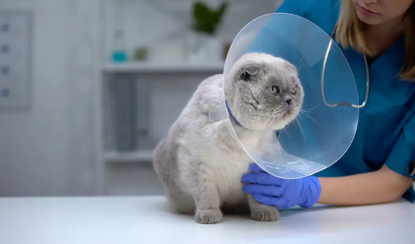 spray Spaying & Neutering