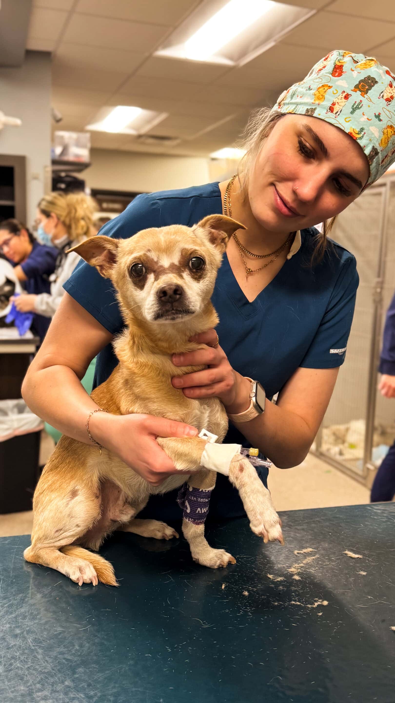 Pet Wellness Exams