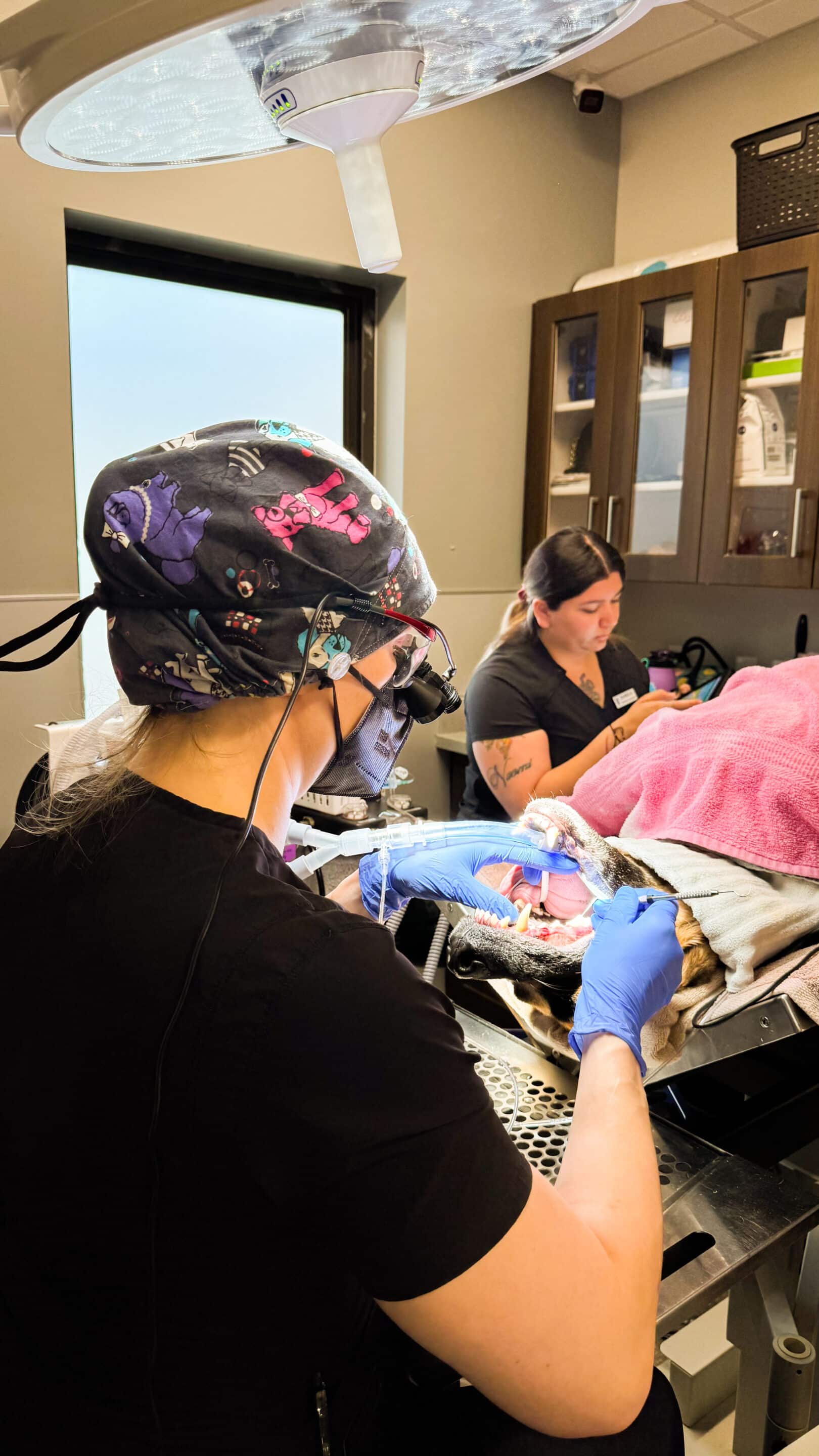 Pet Dental Care