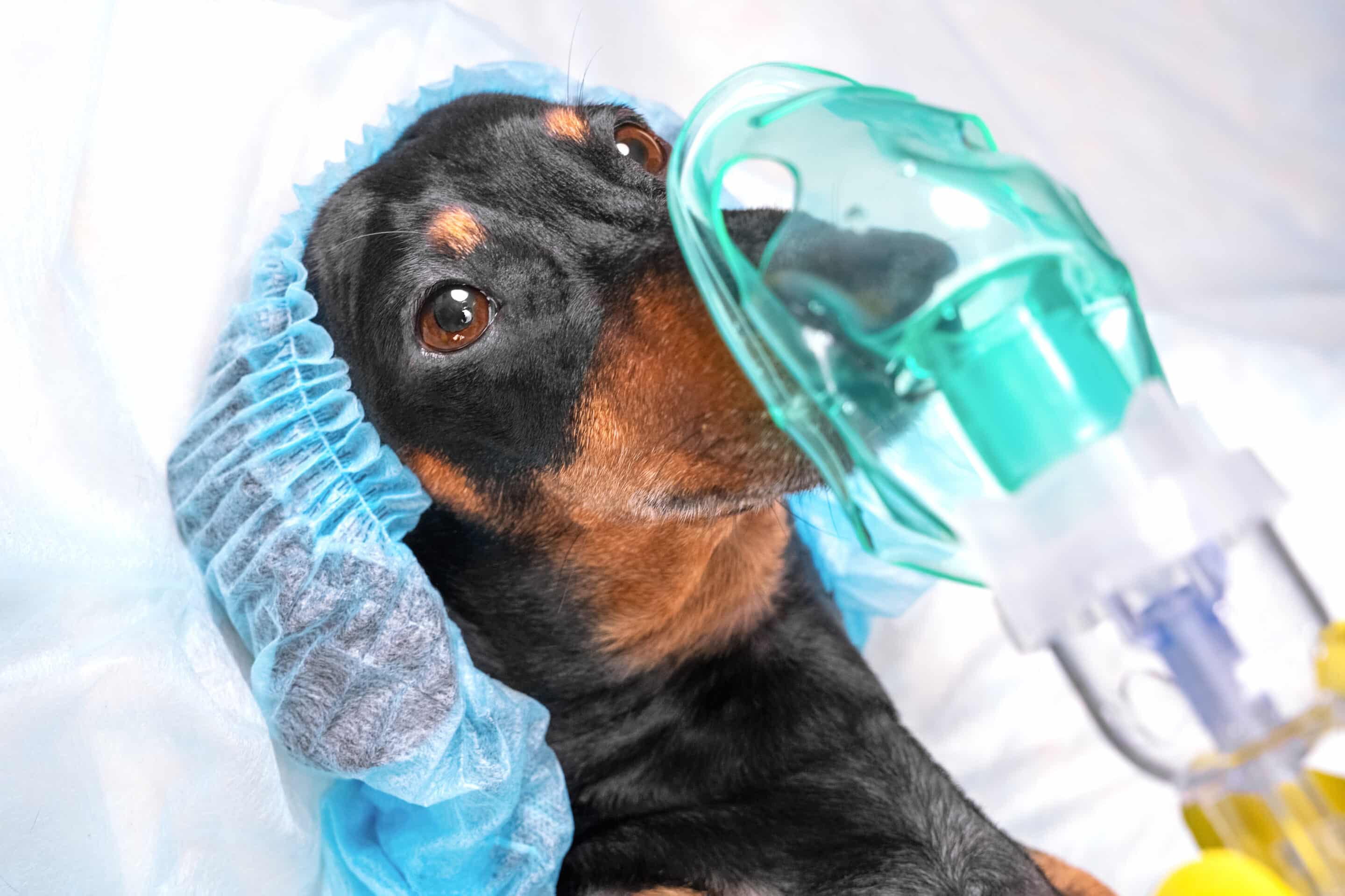 Advanced Anesthesia Care