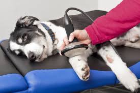 Shockwave Therapy