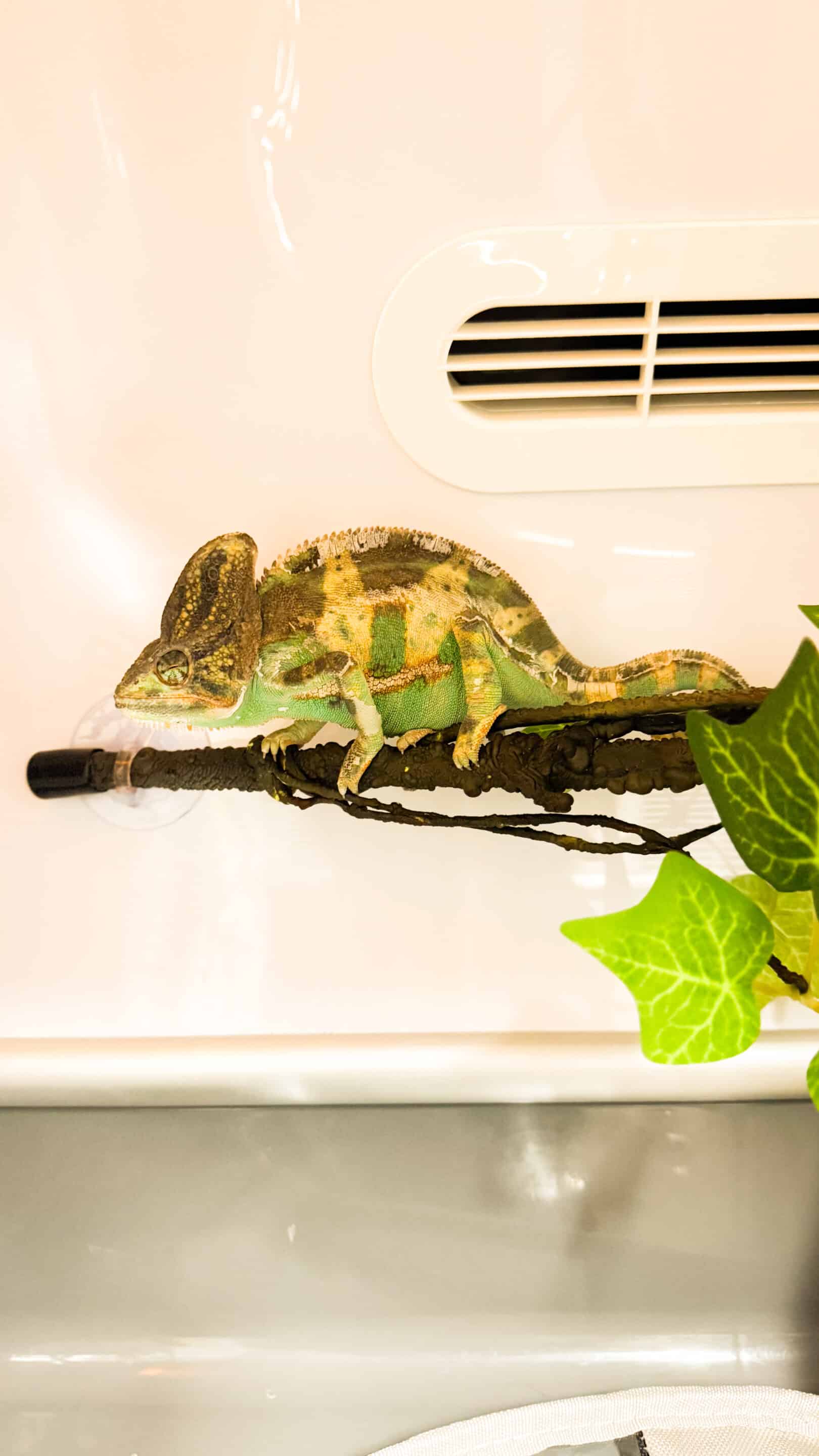 Exotic Animal Medicine