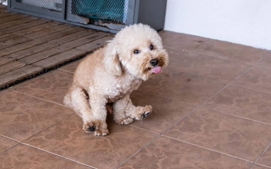 Anal Sacculectomy in Dogs & Cats