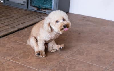 Anal Sacculectomy in Dogs & Cats